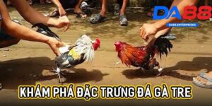 Đá gà tre da88